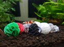 Baby Shrimp Shelters Czerwony 20 szt Deep Aqua For Shrimp