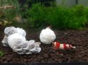 Baby Shrimp Shelters Czerwony 20 szt Deep Aqua For Shrimp