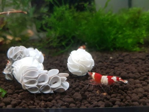 Baby Shrimp Shelters Czerwony 20 szt Deep Aqua For Shrimp Baby Shrimp Shelters Czerwony 20 szt Deep Aqua For Shrimp