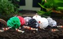 Baby Shrimp Shelters Czerwony 20 szt Deep Aqua For Shrimp