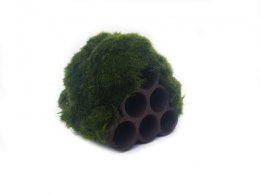 Gałęzatka Na Rurkobloczku Mikro 6-Rurek 40x40x40cm Naturalna Ozdoba Aquaplanet