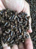Tantora Cattapa King Stick 100g suplement z liści ketapangu Tantora