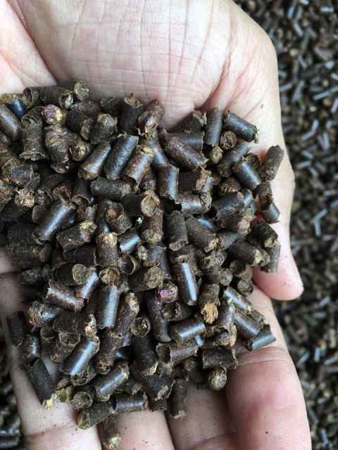 Tantora Cattapa King Stick 100g suplement z liści ketapangu Tantora Tantora Cattapa King Stick 100g suplement z liści ketapangu Tantora
