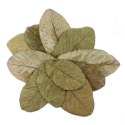 Tantora Guava Leaves Liście Guawy 10Szt. Tantora