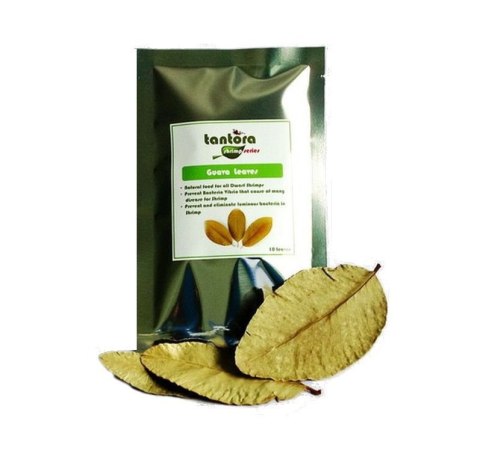 Tantora Guava Leaves Liście Guawy 10Szt. Tantora Tantora Guava Leaves Liście Guawy 10Szt. Tantora