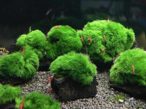 3 Kawałki Lignitu i Gałęzatka Skałki Aquaplanet 3 Kawałki Lignitu i Gałęzatka Skałki Aquaplanet