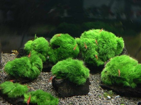 5 Kawałków Lignitu i Gałęzatka Skałki Aquaplanet 5 Kawałków Lignitu i Gałęzatka Skałki Aquaplanet