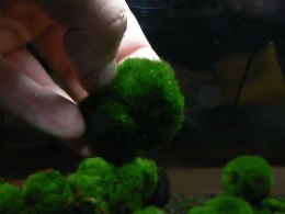 Gałęzatka Kulista Mała Cladophora 1-3 Cm Aquaplanet