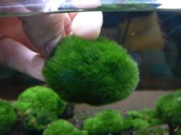 Gałęzatka Kulista Średnia Cladophora 3-5Cm Aquaplanet