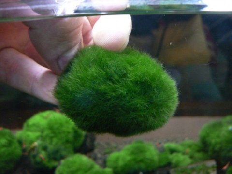 Gałęzatka Kulista Średnia Cladophora 3-5Cm Aquaplanet Gałęzatka Kulista Średnia Cladophora 3-5Cm Aquaplanet