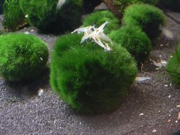 Gałęzatka Kulista Średnia Cladophora 3-5Cm Aquaplanet