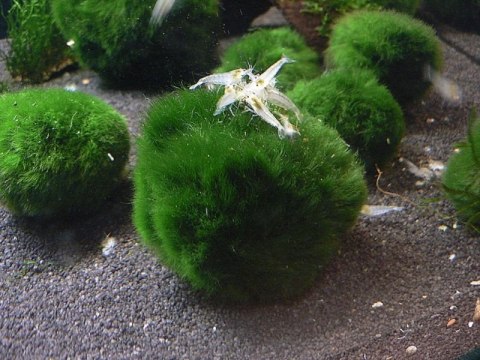 Gałęzatka Kulista Średnia Cladophora 3-5Cm Aquaplanet Gałęzatka Kulista Średnia Cladophora 3-5Cm Aquaplanet