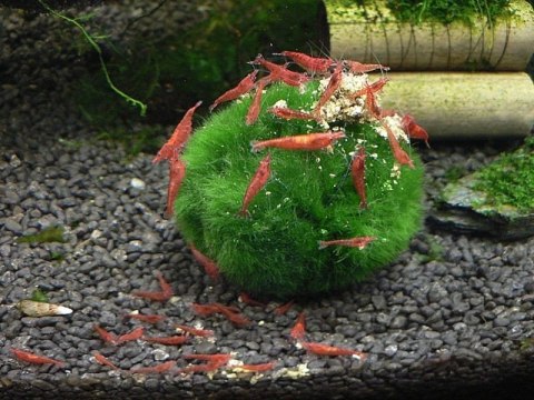 Gałęzatka Kulista Średnia Cladophora 3-5Cm Aquaplanet Gałęzatka Kulista Średnia Cladophora 3-5Cm Aquaplanet
